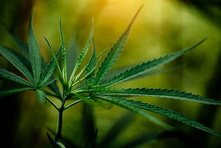 The Comprehensive Guide to Cannabis Analysis: Ensuring Quality and Safety