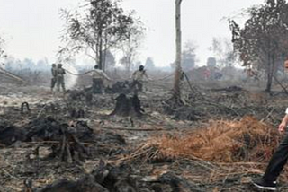 Kebakaran hutan dan korelasi dengan aksi pukul mundur climate change