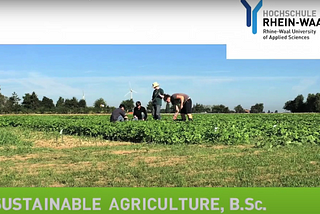 photo shows people out in a field of green vegetables on a sunny day