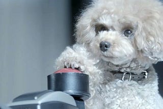 Photo of cute fluffy white dog pushing a big red button