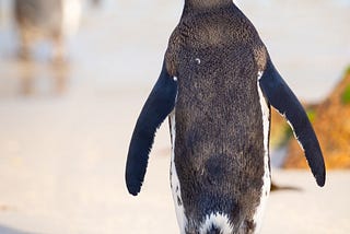 Black and White penguin walking away in the snow.