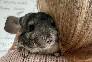 Here’s why a Spanish Chinchilla is living in our office… 🐹