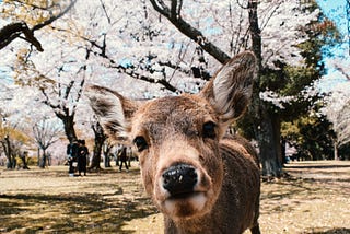28 things I love about Japan