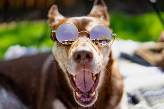 Picture of a dog wearing sunglasses