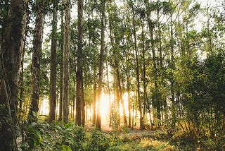 sunset filtering through a forest