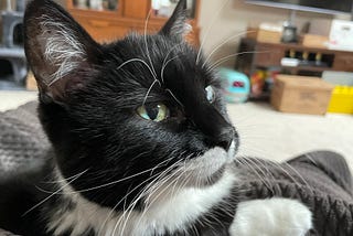 A black and white cat sitting and looking tobthenright.