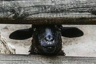 A black sheep pushes her head between wooden fence bars