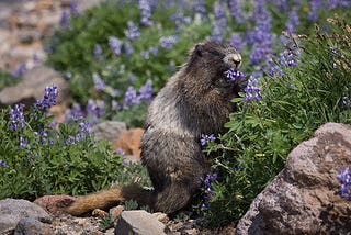 Marmots love eating flowers!