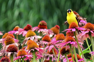 How to Bring Birds to Your Backyard Garden