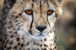 Cheetah Returning to India — Lenstravelier