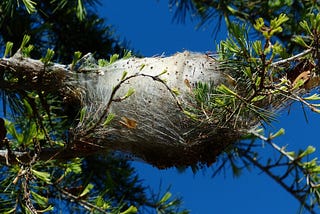 A gray spin cocoon hangs between several green, leafy tree branches against a blue sky.