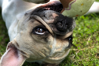My french bulldog Dolly, she really is so funny!