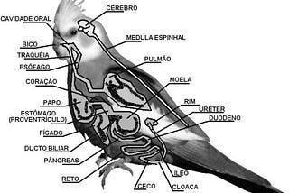 Calopsita Morta