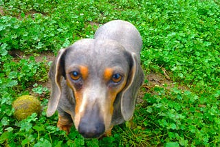 How I Discovered My Dog Can Read While Doing Yoga at the Cemetery