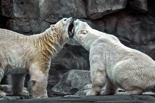 Duelo, pelea y tiempo de perder grasa