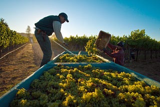 In a Warming World, Winemakers Search for Cooler Ground