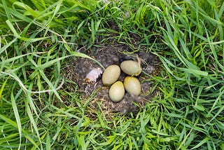 Eiderdown, a story of mutual relationship between species