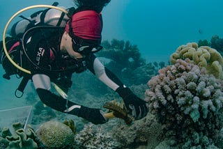 Oman Coral Reefs: A Dive into Biodiversity