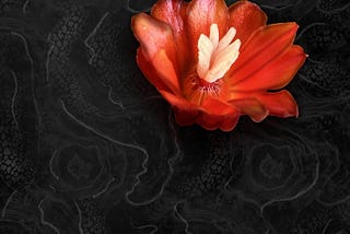 Small red flower over a chaotic black and grey background