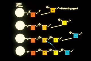 Oligonucleotide Synthesis: The Future of Evolutionary Biology and Medicine