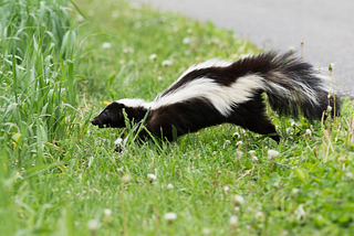 Joe Gets Skunked