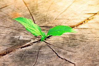 Unlocking Reliable Small-Cap Growth Through Ralph Wanger’s Strategy