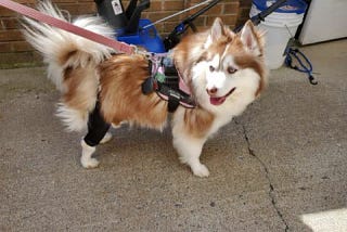 Dog Knee Braces: Highly Effective for Managing Arthritis
