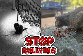 I Hate Bullying & Bullies
