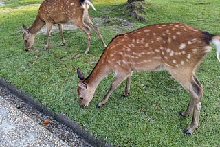 A Photographic Stroll Through Nara Park, Japan Pt. 2