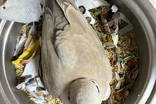 A brown ring-neck dove is sitting on her nest warming an egg.