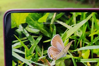 Photo of a smartphone in landscape with an image of a small butterfly perched in the grass.
