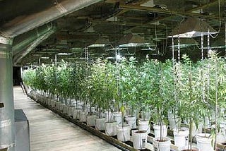 Growing Weed in a Growing Industry