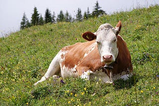 Trump Tells Young Farm Boy of His Love for Cows