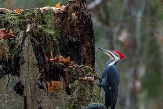 The Living Dead of the Forest: Snags and Nurse Logs