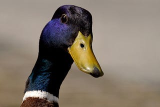 Photo of a duck’s head and neck. The duck has a yellow bill, a dark blue shiny head, a white ring around its neck with brown feathers below.