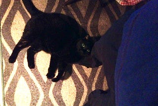 Black cat laying on a person’s foot