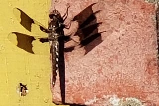 Dragonfly with wings that are clear with wide brown band through midportion. Body is brown with white spots. Author believes it is a female Whitetail Skimmer. Background is brick and wood.