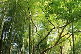 A forest. Both the ground and the canopy of trees overhead are visible.
