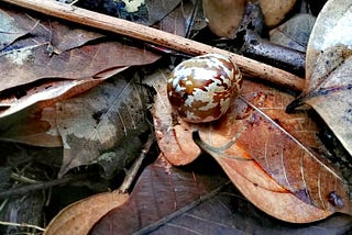 Saving the forest in Bukit Batok Hillside Park: A case for Nature conservation and sustainable…