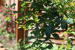 a small green-leafed bush on a sunny day
