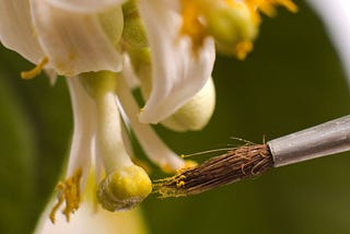 How to Hand-Pollinate