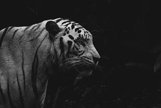 Imagine: A close up of a white tiger, staring off in the distance.