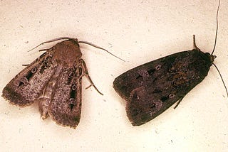 The Fascinating But Endangered Bogong Moth
