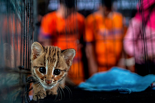 Glorifying Exotic Animal Trade In The 21st Century and Why It Makes You a Jack Ass