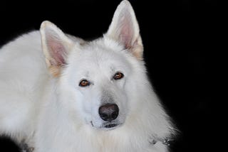 White German Shepherd