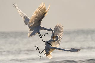 Two cranes in a conflict