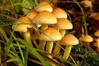 Mushroom Cultivation and Farming Methods