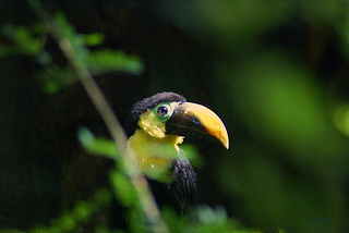 A toucan in the Costa Rica rainforest. Image credit: Creative Commons