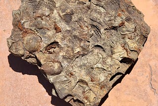 Mass of fossils in thick hand-sized heart-shaped brownish gray rock.