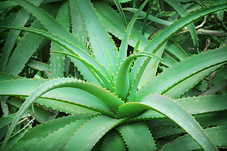 Aloe Vera- Plant of Wonders